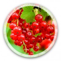 N.S Redcurrant