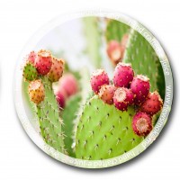 N.S Cactus